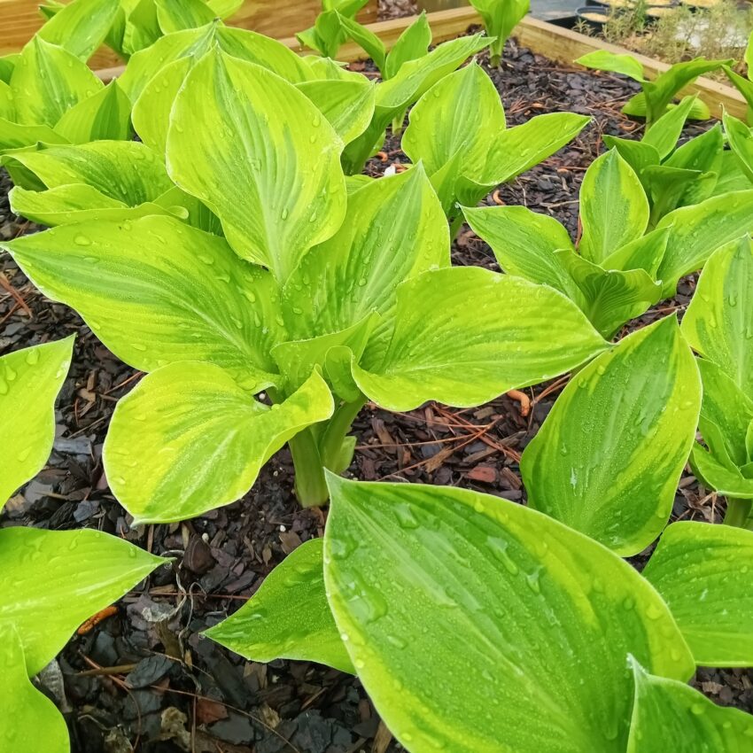 Hosta Plants – Bentley Gardens