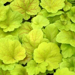 Heuchera Liner – Bentley Gardens